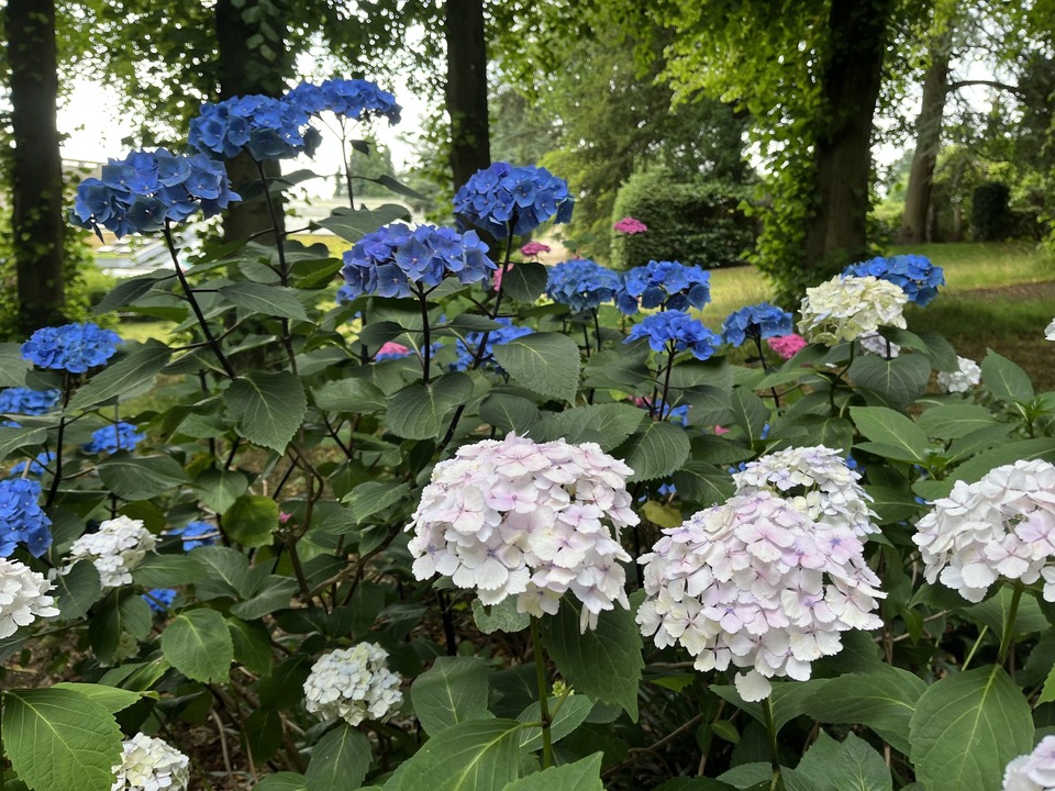 Garden scene featuring blooming hydrangeas in shades of blue, white, and light pink, set against a backdrop of trees and lush greenery